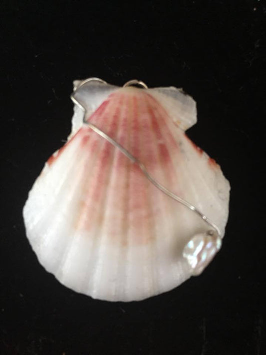 Scallop Shell