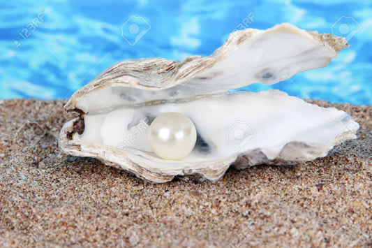 The Curious Shucker